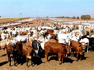 Associação questiona no STF contribuição sobre exportação de carne