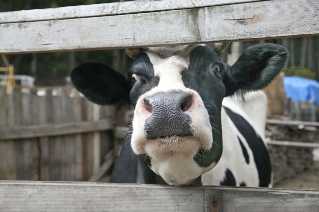 TRF-4 fecha indústria por risco da "vaca louca" no PR